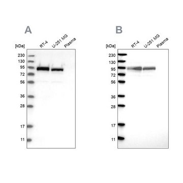 Anti-FAM129B antibody produced in rabbit Prestige Antibodies&#174; Powered by Atlas Antibodies, affinity isolated antibody, buffered aqueous glycerol solution, Ab2