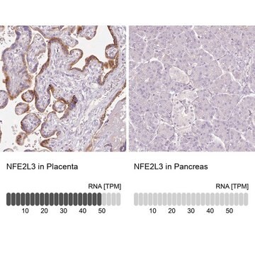 抗-NFE2L3 兔抗 Prestige Antibodies&#174; Powered by Atlas Antibodies, affinity isolated antibody, buffered aqueous glycerol solution