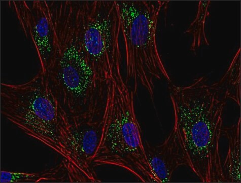 Monoclonal Anti-CD63 antibody produced in mouse clone MEM-259, purified immunoglobulin, buffered aqueous solution