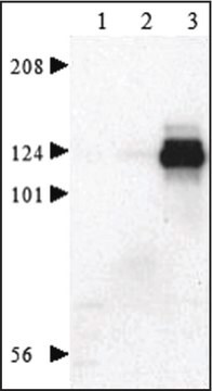 Golgi Isolation Kit sufficient for 50&#160;g (tissue)