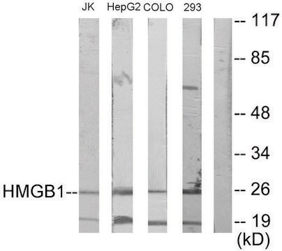 Anti-HMGB1 antibody produced in rabbit affinity isolated antibody