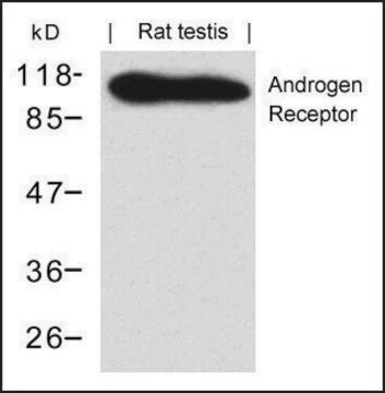 Anti-AR (Ab-650) antibody produced in rabbit affinity isolated antibody