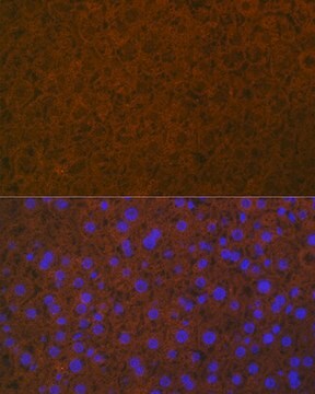 Anti-Coagulation Protein C Antibody, clone 3W3R7, Rabbit Monoclonal