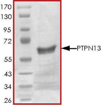 PTPN13 (2169-2485)、活性型、GSTタグ融合 ヒト recombinant, expressed in E. coli, &#8805;70% (SDS-PAGE), buffered aqueous glycerol solution