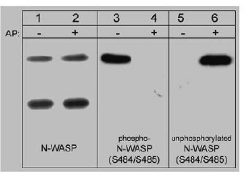 Anti-N-WASP Antibody Chemicon&#174;, from rabbit