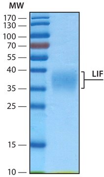 白血病抑制因子 human, recombinant, expressed in HEK 293 cells