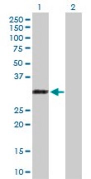 Anti-RYBP antibody produced in rabbit purified immunoglobulin, buffered aqueous solution