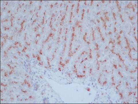 Przeciwciało przeciwko katepsynieD, mysie monoklonalne clone CTD-19, purified from hybridoma cell culture