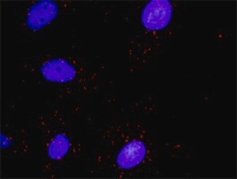 Monoclonal Anti-DAAM1, (N-terminal) antibody produced in mouse clone 4H3, purified immunoglobulin, buffered aqueous solution