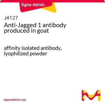 抗Jagged 1抗体 ヤギ宿主抗体 affinity isolated antibody, lyophilized powder