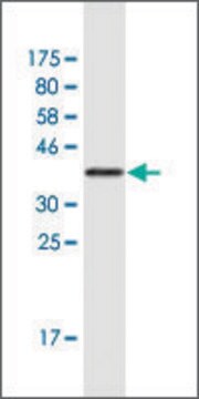 Monoclonal Anti-MLL2 antibody produced in mouse clone 2E1, purified immunoglobulin, buffered aqueous solution