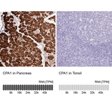 Anti-CPA1 antibody produced in rabbit Prestige Antibodies&#174; Powered by Atlas Antibodies, affinity isolated antibody, buffered aqueous glycerol solution