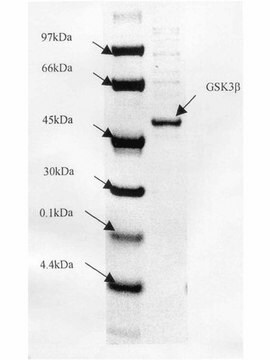 GSK3&#946;-Protein, aktiv, 10&nbsp;&#181;g Active, N-terminal His6-tagged recombinant human GSK3&#946; with an H350L mutation, for use in Kinase Assays.