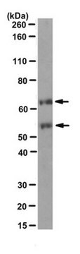 Anti-c-Fos Antibody, clone 2G9C3 clone 2G9C3, from mouse