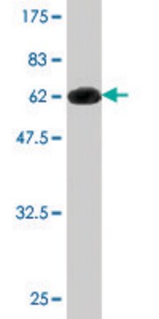 Monoclonal Anti-AHSA1 antibody produced in mouse clone 4F3-B6, purified immunoglobulin, buffered aqueous solution