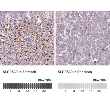 Anti-SLC26A9 antibody produced in rabbit Prestige Antibodies&#174; Powered by Atlas Antibodies, affinity isolated antibody, buffered aqueous glycerol solution