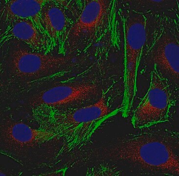 Anti-Actin Antibody, clone 2G2 clone 2G2, from mouse