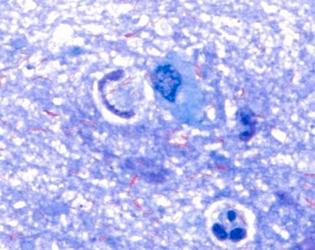 Löffler-Methylenblaulösung for microscopy