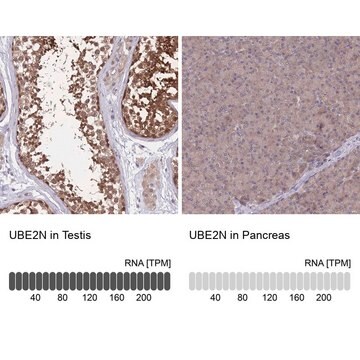 Anti-UBE2N antibody produced in rabbit Prestige Antibodies&#174; Powered by Atlas Antibodies, affinity isolated antibody, buffered aqueous glycerol solution