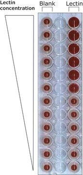 Lectin ausBandeiraea simplicifolia (Griffonia simplicifolia) Isolectin B4 (BSI-B4), biotin conjugate, lyophilized powder