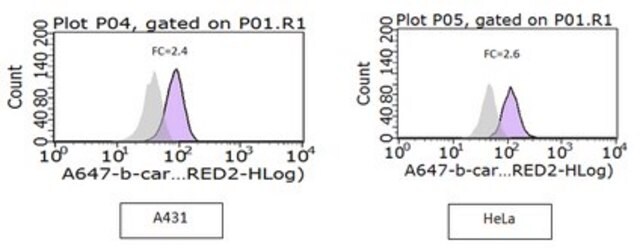 Przeciwciało przeciw aktywnej beta-kateninie, klon 8E7, Alexa &#8482; 647 clone 8E7, from mouse, ALEXA FLUOR&#8482; 647