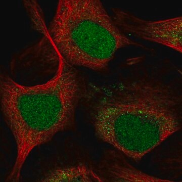 Anti-LMO4 antibody produced in rabbit Prestige Antibodies&#174; Powered by Atlas Antibodies, affinity isolated antibody