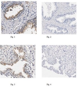 Anticorps anti-SLC5A3 from rabbit, purified by affinity chromatography