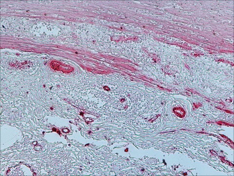 抗マウスIgG (Fc特異的)-アルカリフォスファターゼ ヤギ宿主抗体 affinity isolated antibody, buffered aqueous solution