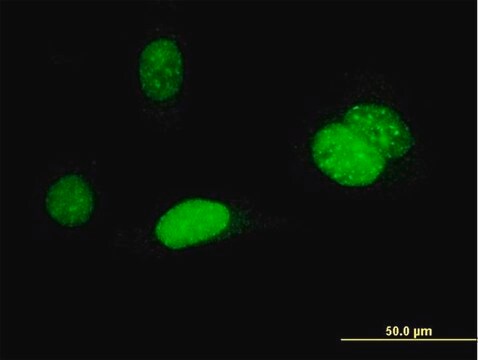 Monoclonal Anti-AURKB antibody produced in mouse clone 6H7, purified immunoglobulin, buffered aqueous solution