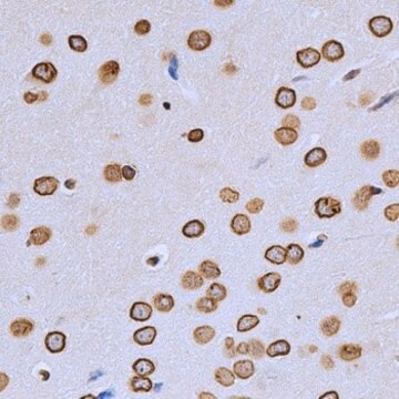 Anti-Lamin A/C antibody produced in rabbit