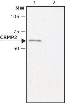 抗CRMP2 ウサギ宿主抗体 ~1.0&#160;mg/mL, affinity isolated antibody, buffered aqueous solution