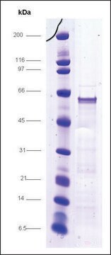 CAR, GST tagged, human recombinant, expressed in E. coli, &#8805;70% (SDS-PAGE)