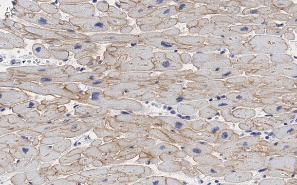 抗ラミニン&#945;2抗体 クローン2I22 ZooMAb&#174;ウサギモノクローナル recombinant, expressed in HEK 293 cells