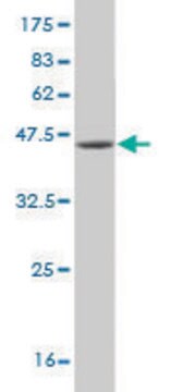 Monoclonal Anti-USP9Y antibody produced in mouse clone 2D3, purified immunoglobulin, buffered aqueous solution