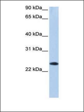 抗EGLN3抗体 ウサギ宿主抗体 affinity isolated antibody