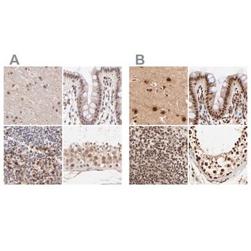 Anti-MED12 antibody produced in rabbit Ab2, Prestige Antibodies&#174; Powered by Atlas Antibodies, affinity isolated antibody, buffered aqueous glycerol solution