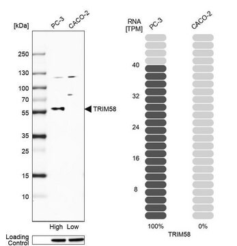 Anti-TRIM58 antibody produced in rabbit Prestige Antibodies&#174; Powered by Atlas Antibodies, affinity isolated antibody, buffered aqueous glycerol solution