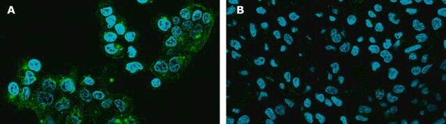 BioTracker&#8482; Spermine Polyamine Green Fluorescent Live Cell Probe