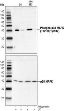 Anti-p38 MAP Kinase (341-360) Rabbit pAb liquid, Calbiochem&#174;