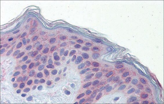 Anti-POLDIP3 antibody produced in rabbit affinity isolated antibody