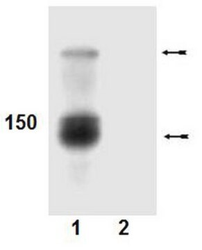 Anti-phospho-Abl (Tyr412) Antibody Upstate&#174;, from rabbit