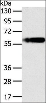 Anti-PLIN1 antibody produced in rabbit affinity isolated antibody