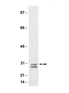 Anti-RhoE/Rnd3-Antikörper, Klon 4 ascites fluid, clone 4, Upstate&#174;