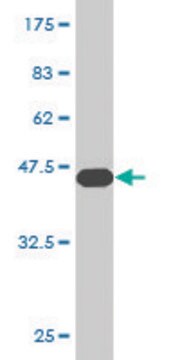 Monoclonal Anti-CGB5 antibody produced in mouse clone 2E7, purified immunoglobulin, buffered aqueous solution