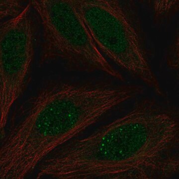 Anti-MKNK2 antibody produced in rabbit Prestige Antibodies&#174; Powered by Atlas Antibodies, affinity isolated antibody