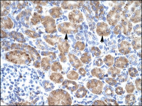 Anti-POU4F3 antibody produced in rabbit IgG fraction of antiserum