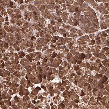 Anti-PAIP2 antibody produced in rabbit Prestige Antibodies&#174; Powered by Atlas Antibodies, affinity isolated antibody, buffered aqueous glycerol solution