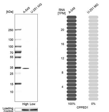 Anti-CPPED1 antibody produced in rabbit Prestige Antibodies&#174; Powered by Atlas Antibodies, affinity isolated antibody, buffered aqueous glycerol solution