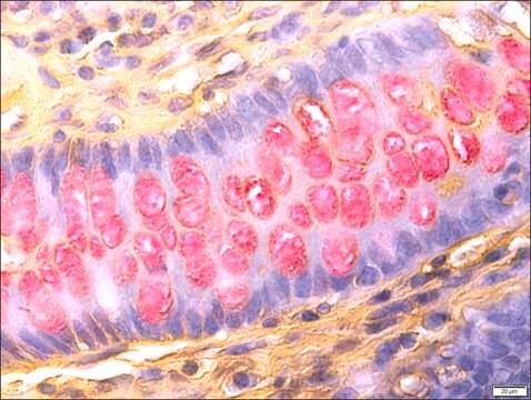 Mucin TISSUE-TROL&#8482; Control Slides human intestine tissue containing mucins