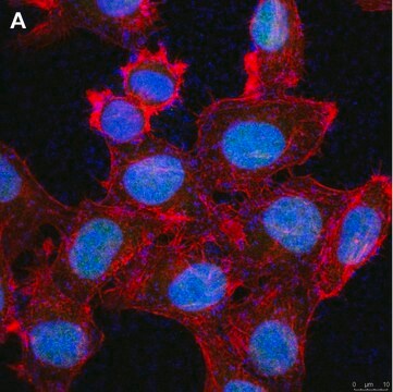 抗クリプトクロム1（Cryptochrome-1）抗体 クローン2C22 ZooMAb&#174;ウサギ・モノクローナル recombinant, expressed in HEK 293 cells